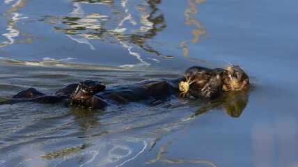 A Sea Otter eating a crab on the surface of the water