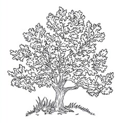 Hand-drawn oak tree illustration, nature, background, design, coloring book