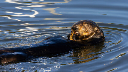 A Sea Otter eating a crab on the surface of the water
