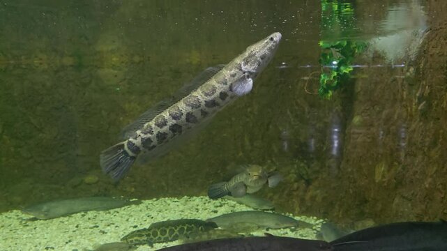 Northern Snakehead and Companion Fish in Tranquil Waters