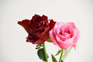 ピンクと赤のばら