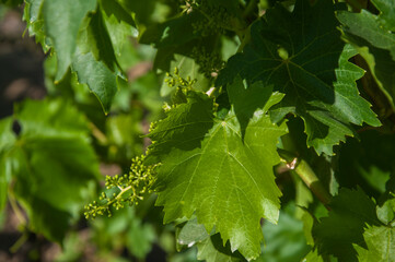 Young, unripe grapes and green grapes leaves in vineyard