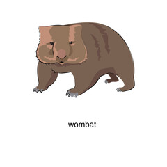 Wombat on a white background. Vector illustration