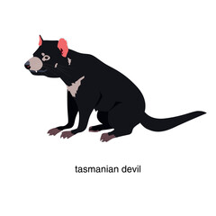 Animal Tasmanian devil. Vector illustration