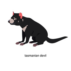Animal Tasmanian devil. Vector illustration