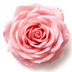 Fototapeta premium Beautiful Pink Rose Flower Photograph on White Background, Perfect for Floral Decor and Nature-Themed Designs