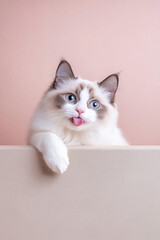 A white and brown cat with blue eyes is licking its tongue