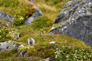 An Arctic Ground Squirrel (Spermophilus parryii) perched high in Alaska's Talkeetna Range.