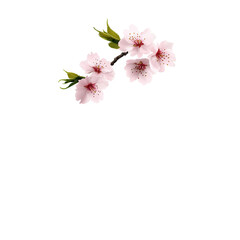 Cherry blossom branch transparent background floral design nature studio shot beauty concept