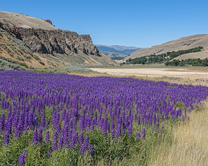 Fototapeta premium Vibrant purple lupine wildflowers bloom in a vast field beside a dry riverbed, nestled between arid hills under a clear blue sky.