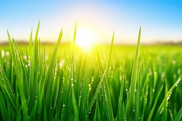 Fototapeta premium Close-up of dewy grass blades at sunrise in a lush green field