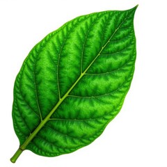 Obraz premium Intact cocoa leaf, vivid green hues, clean white background , botany, organic