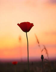 Obraz premium Silhouette of a Red Poppy Flower Against a Warm Sunset Sky