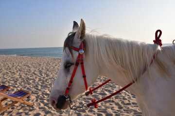 Horse and color, horse on the Beach, relaxing time concept, Horse walking by the sea