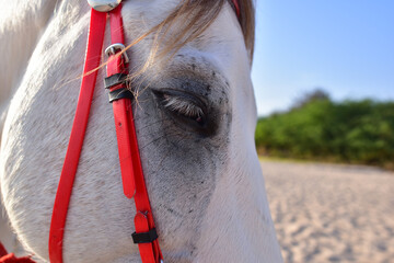 walking with the horse at sea beach on blue sky