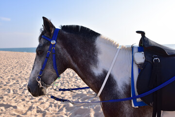 Horse and color, horse on the Beach, relaxing time concept, Horse walking by the sea