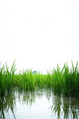 Obraz premium Lush green rice plants reflected in tranquil waters under a clear white sky.