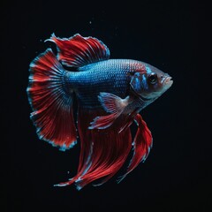 Fototapeta premium A betta fish with flowing fins in shades of blue and red swimming against a black background.