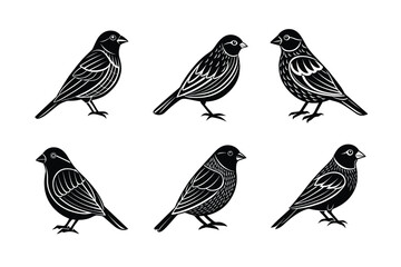 Canary silhouette black set isolated on transparent background