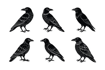 Crow silhouette black set isolated on transparent background