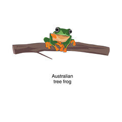 Australian tree frog