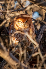 Eastern Screech Owl Red Morph