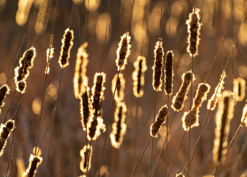 Cattails during Golden Hour