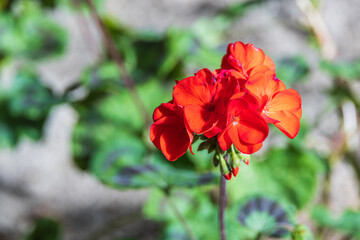 A geranium with red petals that I found in the flower bed. Warm sunlight - geranium, pelargonium