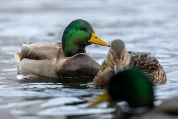 Obraz premium Close-up of Mallard Ducks in a Pond