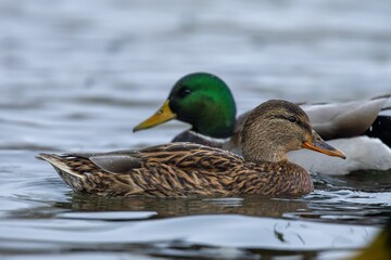 Close-up of a pair of mallard ducks swimming in calm water.