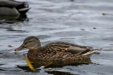 Mallard Duck in Tranquil Waters