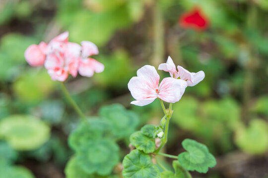 A geranium with light pink petals that I found in the flower bed. geranium, pelargonium