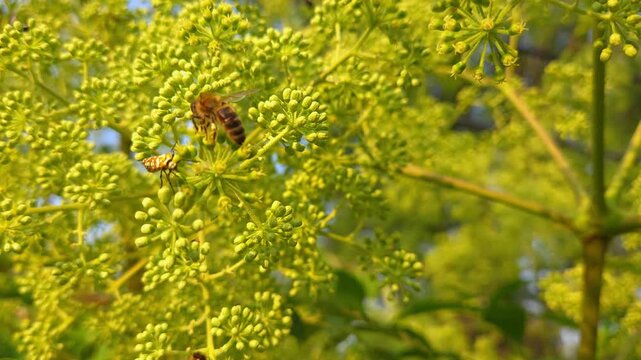 Honey bee pollinating wild parsnip with Ailanthus webworm moth joining in