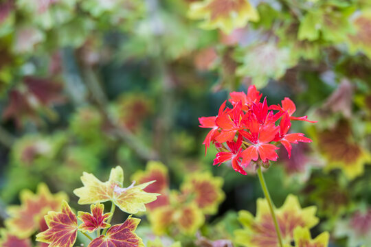 Pelargonium Vancouver Centennial, with its attractive maple leaf-like leaves and red petals. Vancouver Centennial Geranium