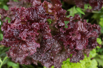 Red and green salad leaves. Close-up.
