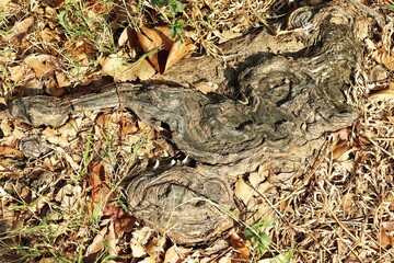Old tree stump with dried leaves on ground texture background
