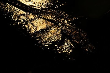 A spectacular image of a black caiman lurking in the dark waters of the Amazon River