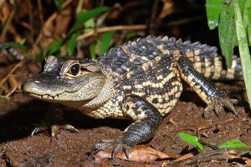 A spectacular image of a black caiman lurking in the dark waters of the Amazon River