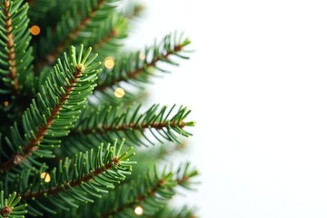 Obraz premium White background fir tree with pine garland plant, pine, evergreen, holiday