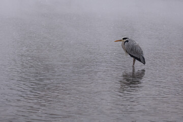 heron on a misty winter lake