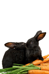 Two black rabbits sit and eat fresh carrots isolated on white background close-up. Farm vegetable. Concept of eco market. Mockup design with copy space. Vitamin food. Organic farming. Vertical photo
