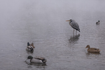 heron and ducks on a misty winter lake