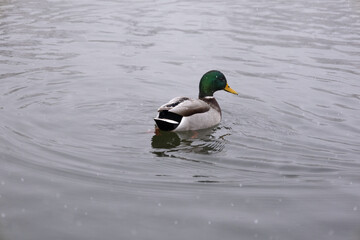 duck on a misty winter lake