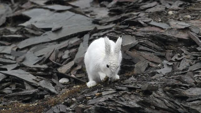 Arctic Hare grooming and cleaning in Greenland with heavy rain falling