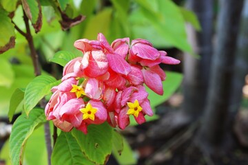 Obraz premium Dona Luz flowers (Mussaenda philippica) in a garden