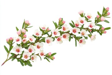 White pink flowers branch studio shot isolated design