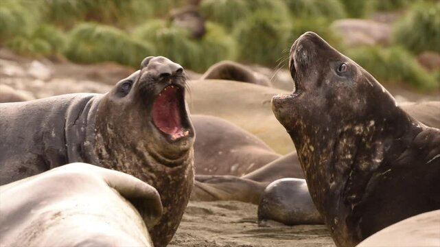 Elephant seals fighting for mating rights and dominance, in Antarctica coast