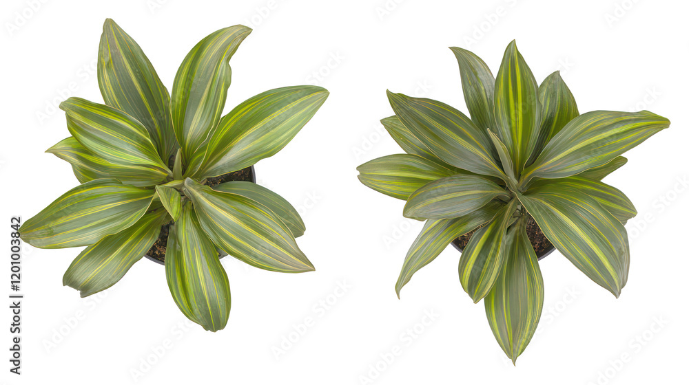 Poster green leaf abstract on transparent background generative ai