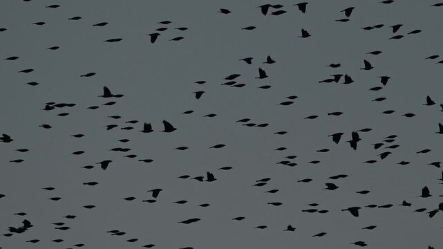 Parvada de aves en el cielo despejado al atardecer