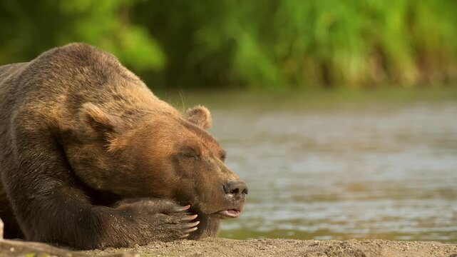 Brown bear sleeping and resting in Kamchatka misty coastline